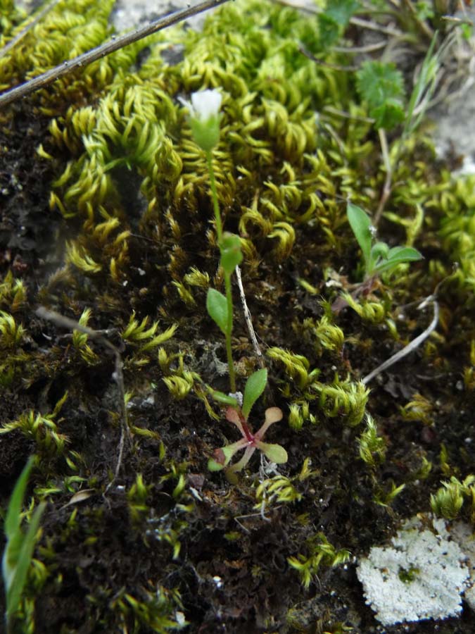 Dal Gargano -  Saxifraga tridactylites